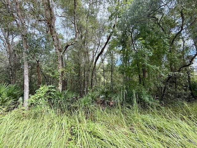 На продажу: $65,000 (1.66 acres)