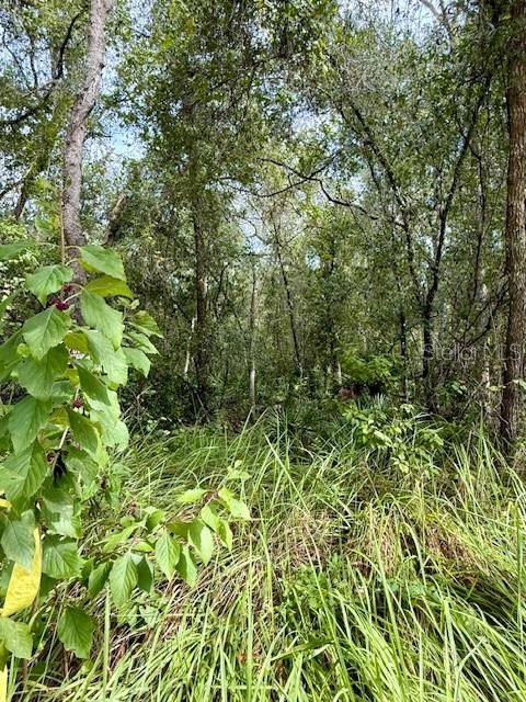 На продажу: $65,000 (1.66 acres)