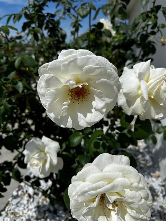 На продажу: $550,000 (4 спален, 0 ванн, 2086 Квадратных фут)