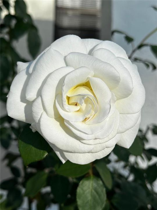 На продажу: $550,000 (4 спален, 0 ванн, 2086 Квадратных фут)