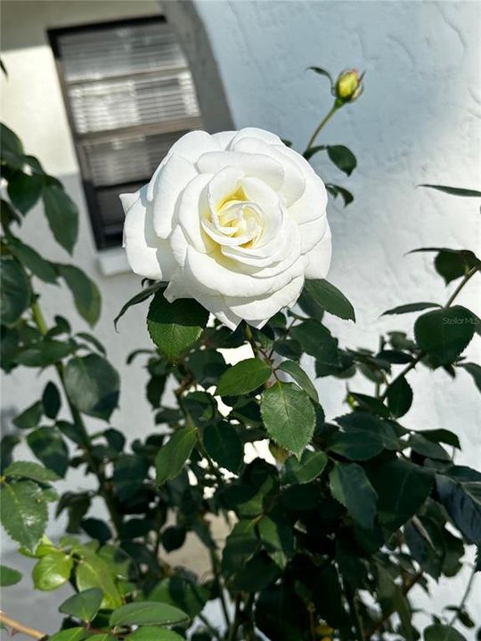 На продажу: $550,000 (4 спален, 0 ванн, 2086 Квадратных фут)