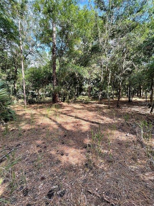 En Venta: $145,000 (1.54 acres)