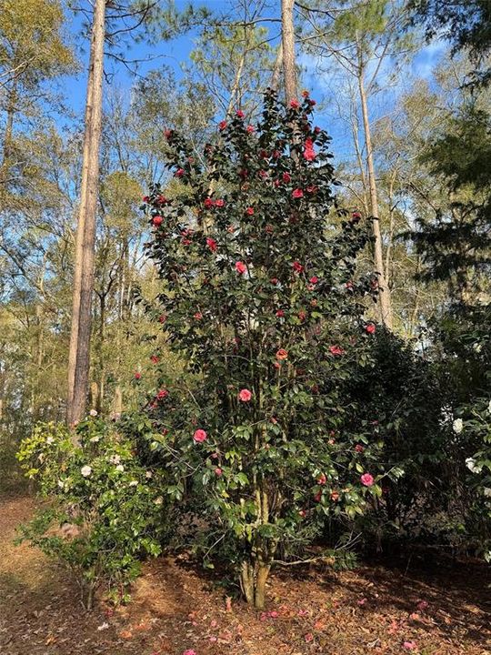 待售: $230,000 (2 贝兹, 1 浴室, 840 平方英尺)