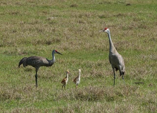 En Venta: $209,900 (0.12 acres)