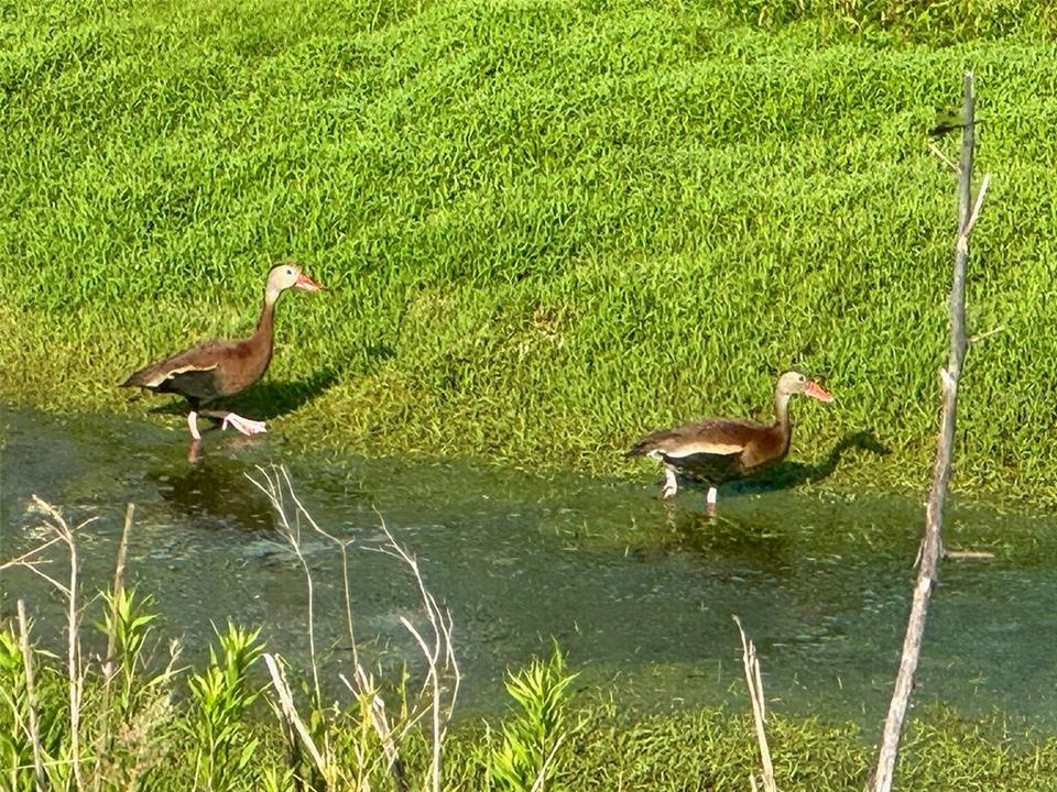 En Venta: $209,900 (0.12 acres)