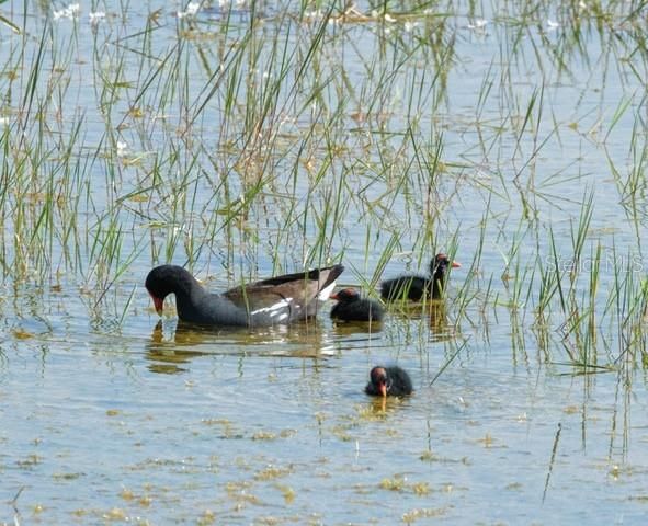 En Venta: $209,900 (0.12 acres)