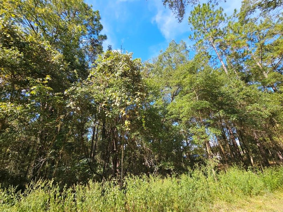 待售: $50,000 (0.46 acres)