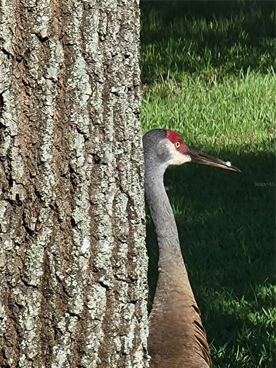 合同活跃: $349,000 (2 贝兹, 2 浴室, 2163 平方英尺)