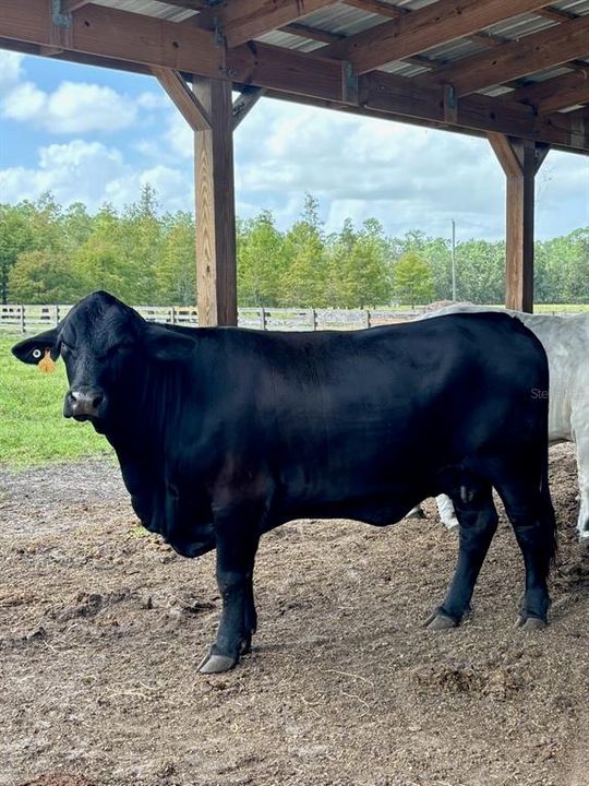 For Sale: $1,550,000 (4 beds, 3 baths, 2700 Square Feet)