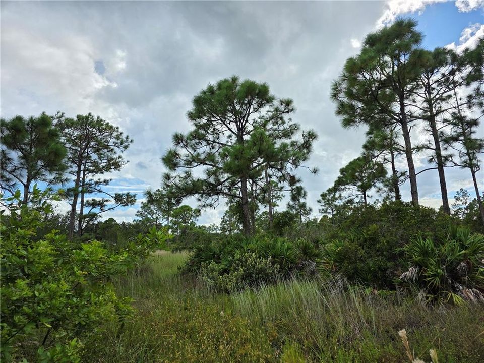 En Venta: $105,000 (1.25 acres)