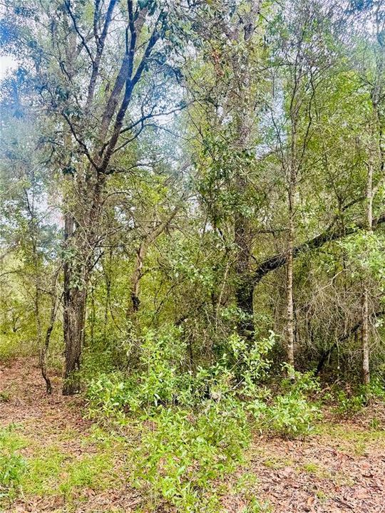 For Sale: $17,500 (0.23 acres)