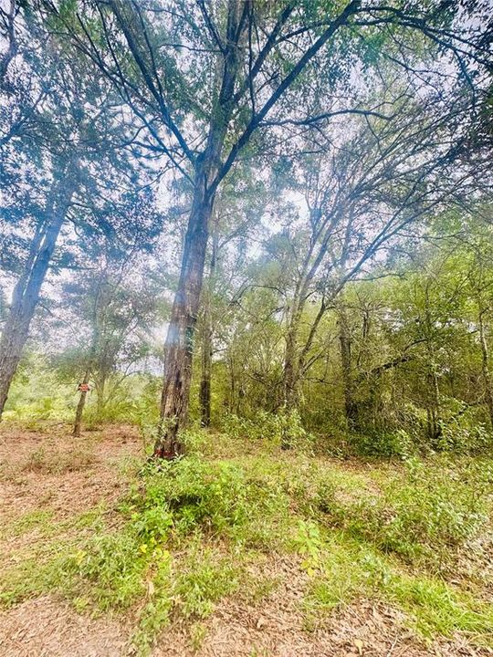 For Sale: $17,500 (0.23 acres)