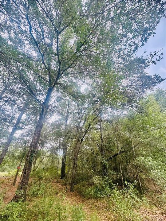 For Sale: $17,500 (0.23 acres)