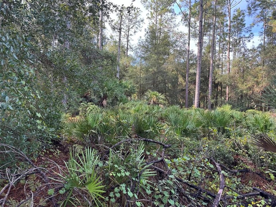 En Venta: $80,000 (6.00 acres)