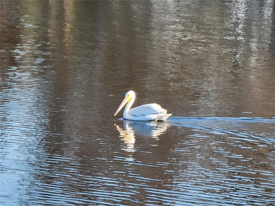 合同活跃: $379,000 (2 贝兹, 2 浴室, 1453 平方英尺)