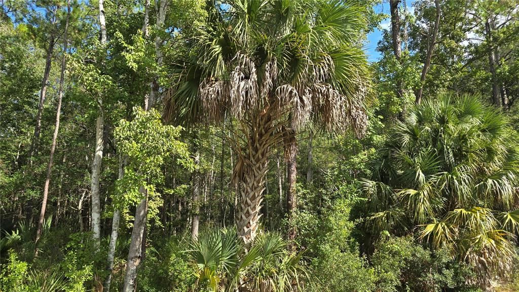 待售: $84,900 (6.33 acres)