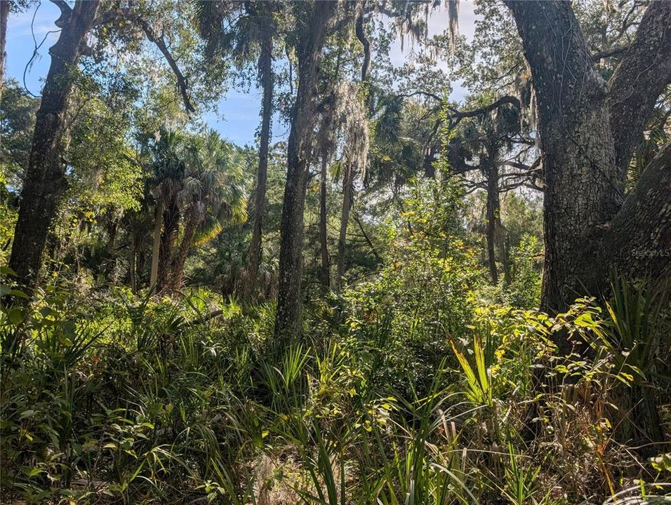 На продажу: $81,900 (1.43 acres)