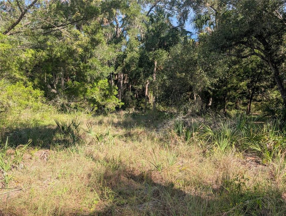 На продажу: $81,900 (1.43 acres)