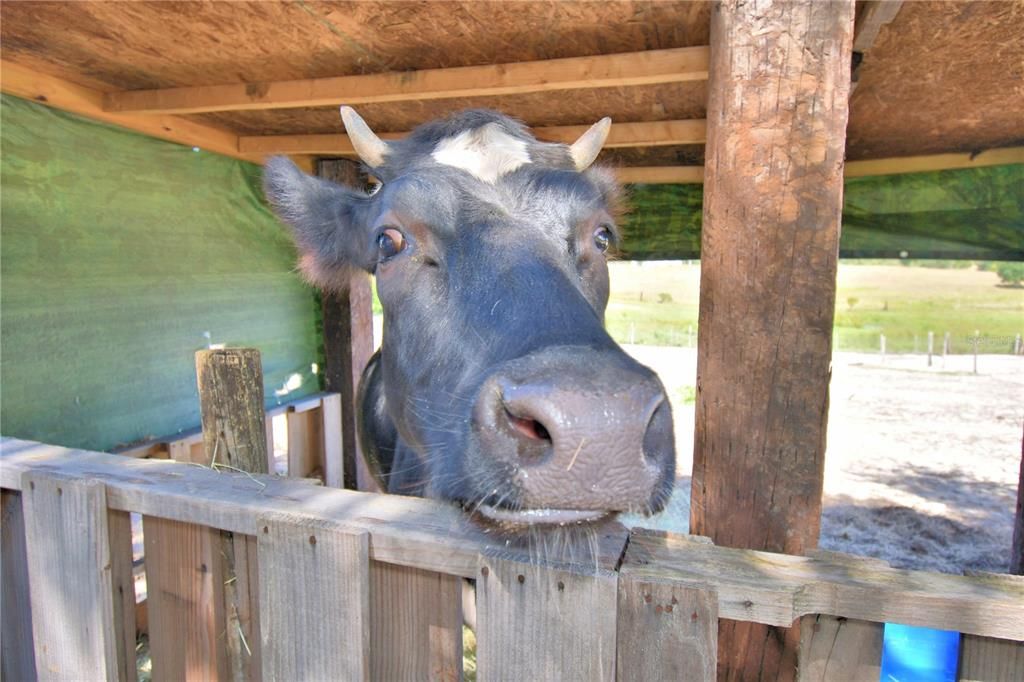 На продажу: $380,000 (4 спален, 2 ванн, 2432 Квадратных фут)