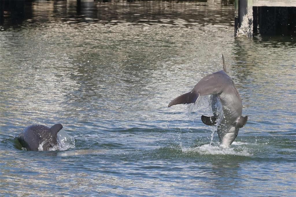 На продажу: $925,000 (3 спален, 3 ванн, 1618 Квадратных фут)