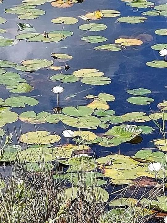 For Sale: $29,500 (1.16 acres)