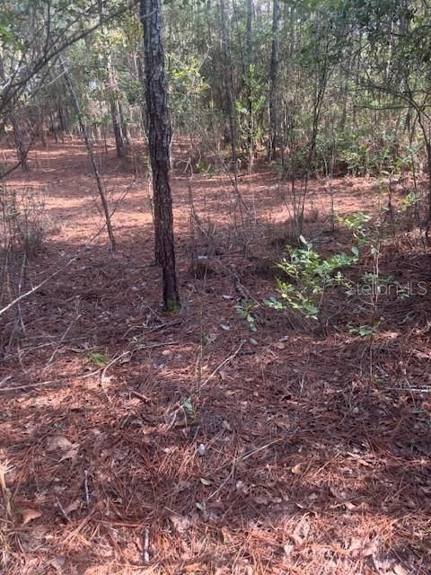 На продажу: $39,999 (3.28 acres)