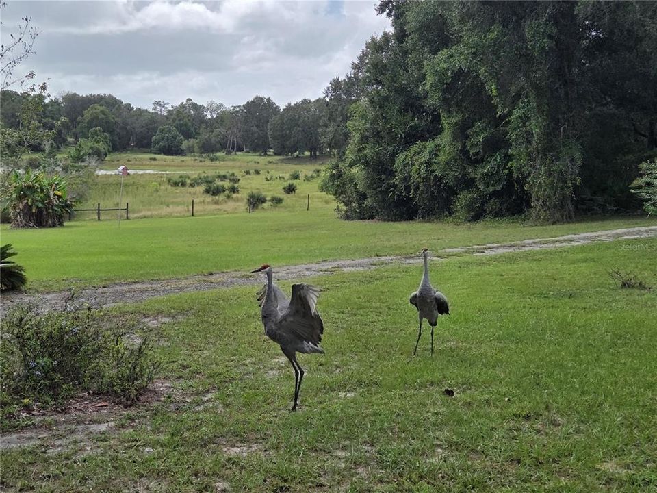 合同活跃: $395,000 (2 贝兹, 1 浴室, 1321 平方英尺)