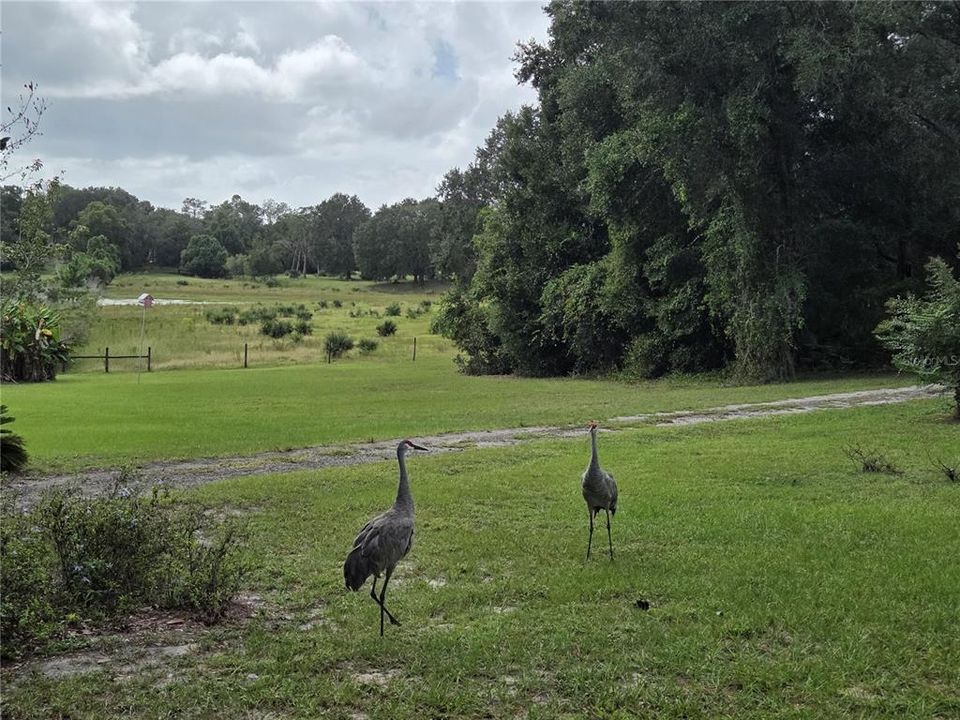 合同活跃: $395,000 (2 贝兹, 1 浴室, 1321 平方英尺)