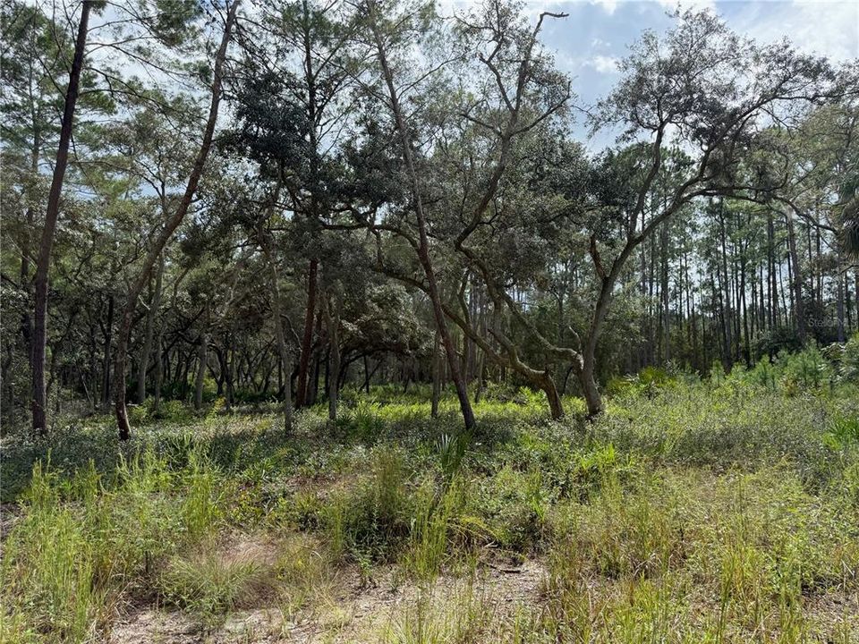 待售: $17,000 (0.37 acres)