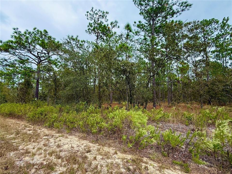 For Sale: $14,900 (0.25 acres)