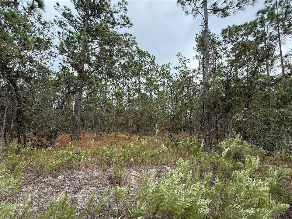 For Sale: $14,900 (0.25 acres)