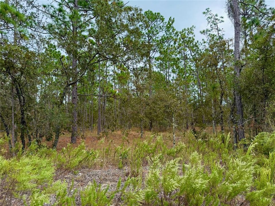 For Sale: $14,900 (0.25 acres)