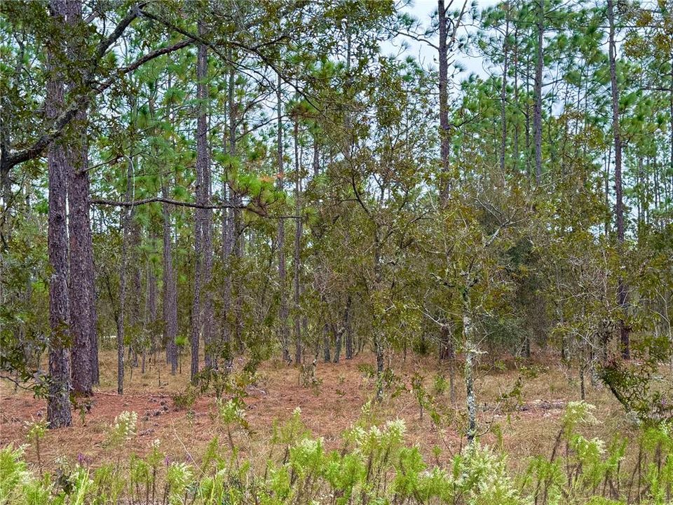 For Sale: $14,900 (0.25 acres)