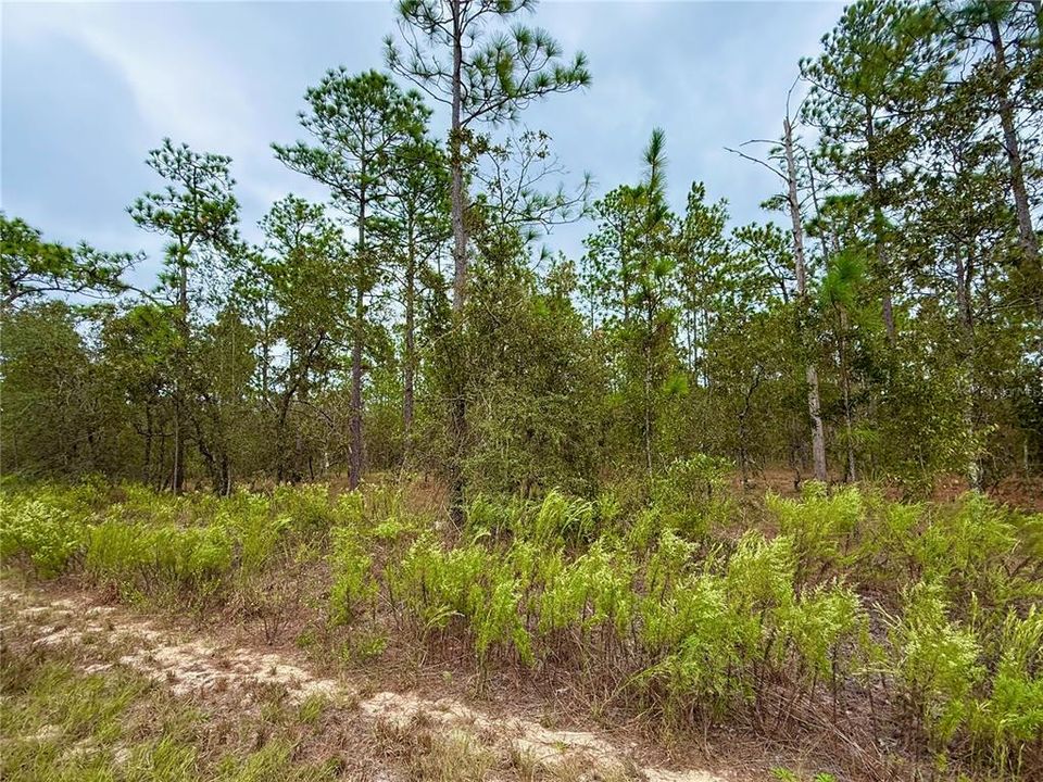 For Sale: $14,900 (0.25 acres)