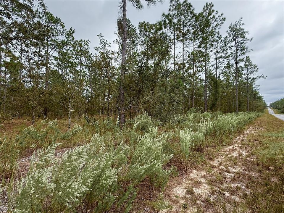 For Sale: $14,900 (0.25 acres)