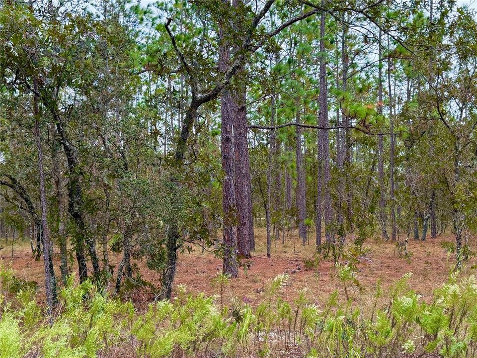 For Sale: $14,900 (0.25 acres)