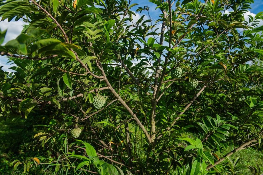 For Sale: $1,135,000 (22.70 acres)