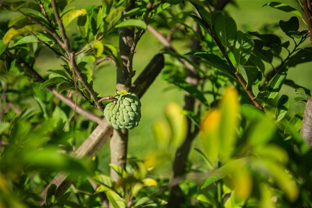 For Sale: $1,135,000 (22.70 acres)