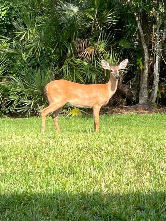 Activo con contrato: $444,900 (3 camas, 2 baños, 1630 Pies cuadrados)