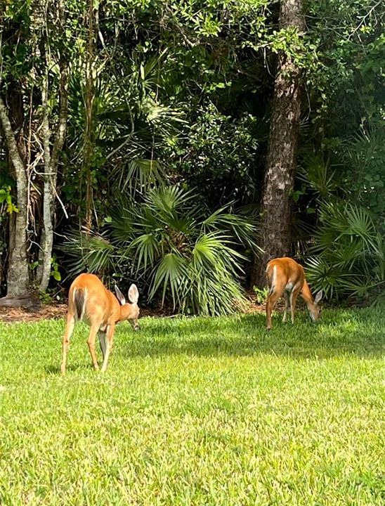 Activo con contrato: $444,900 (3 camas, 2 baños, 1630 Pies cuadrados)