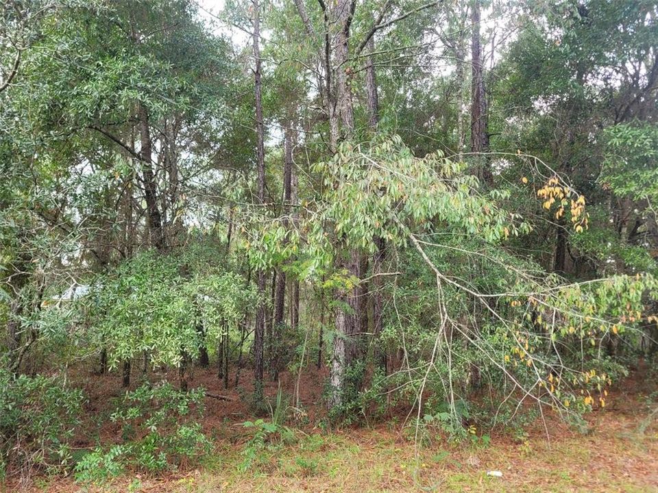 En Venta: $24,500 (0.33 acres)