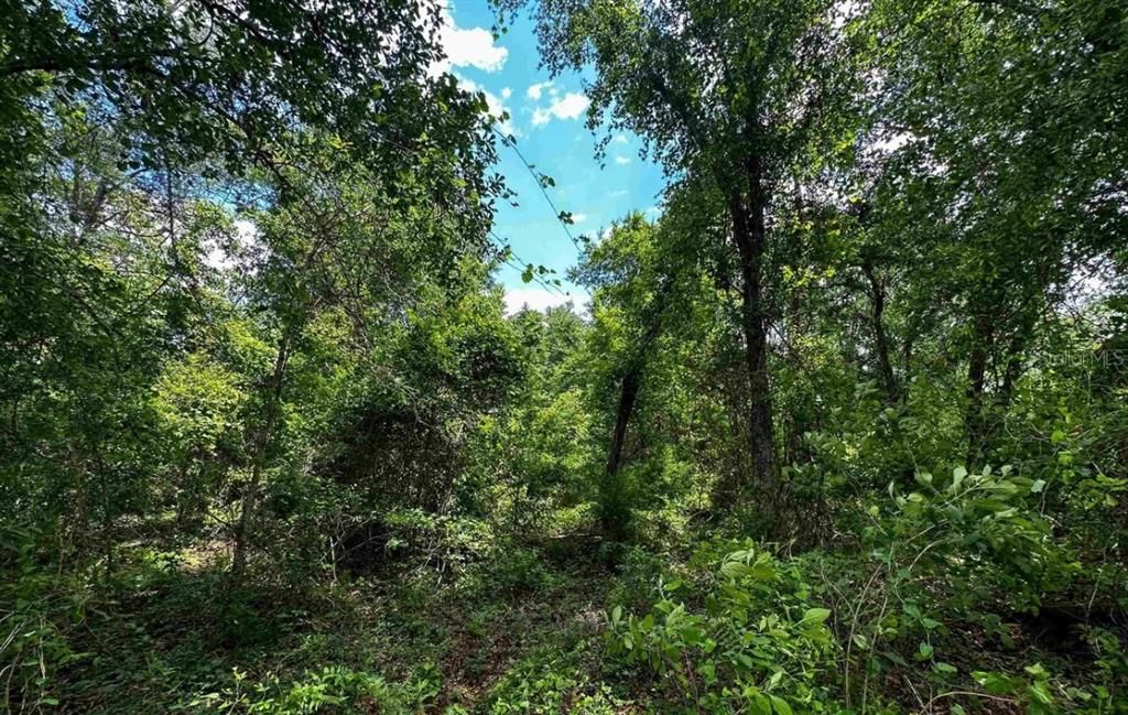 En Venta: $159,900 (20.24 acres)