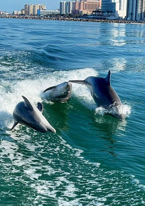 For Sale: $12,500 (0.23 acres)