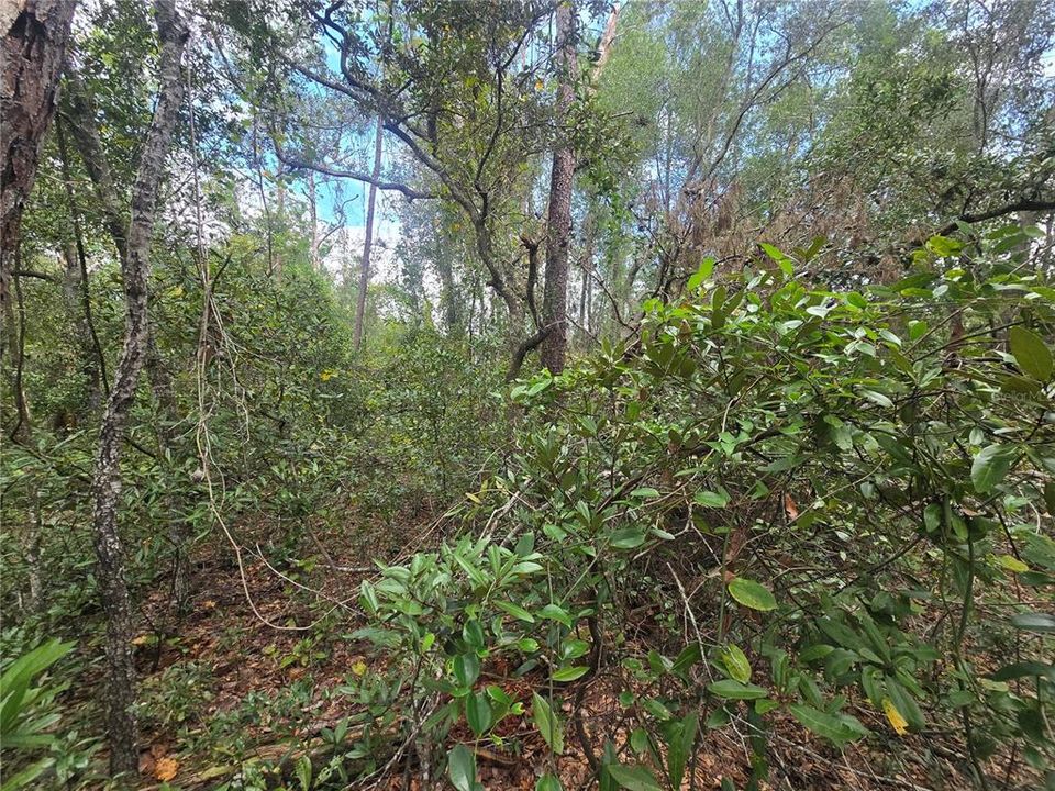 En Venta: $25,000 (0.23 acres)