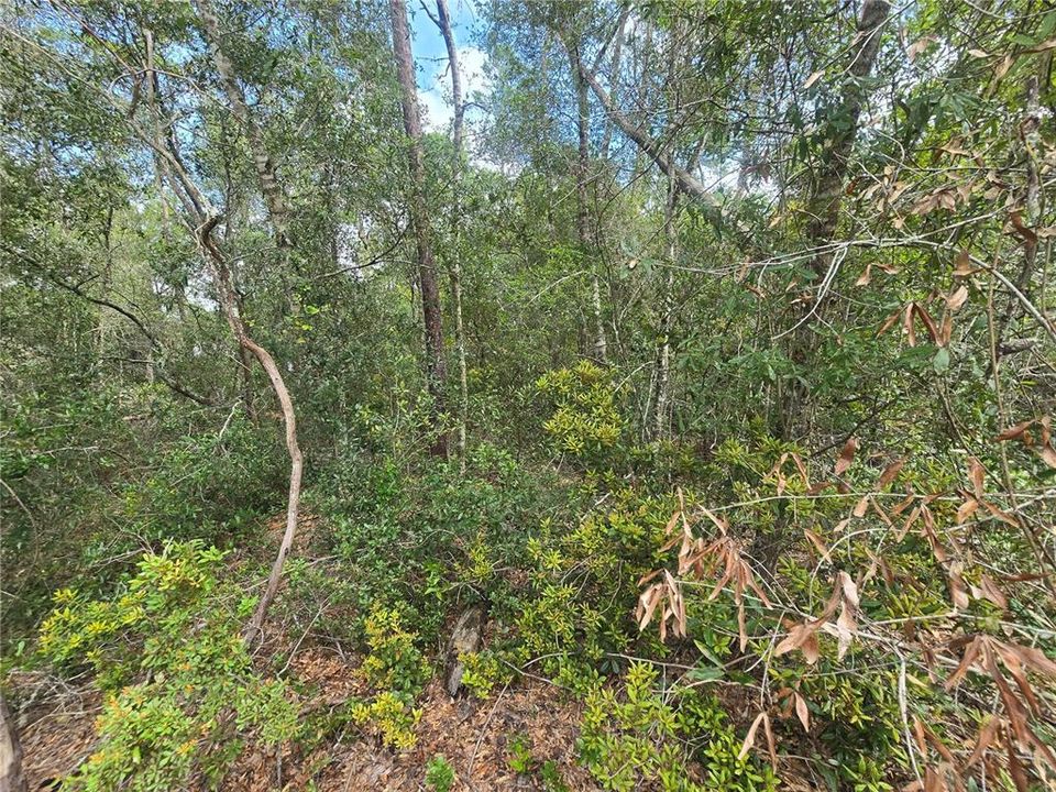 待售: $25,000 (0.23 acres)