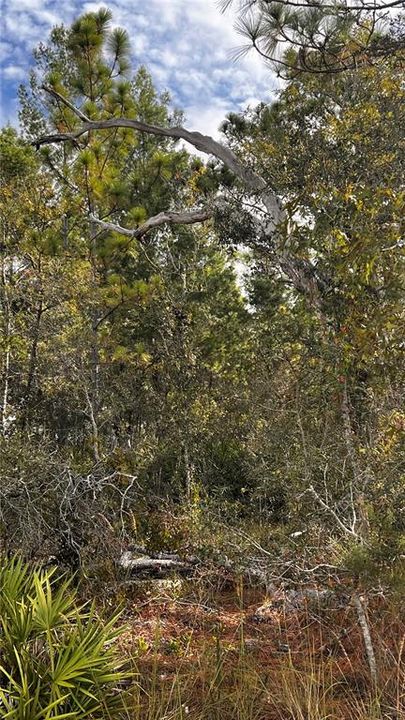 For Sale: $49,900 (0.58 acres)