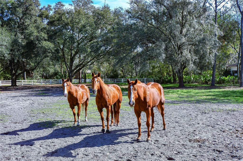 For Sale: $1,100,000 (5 beds, 5 baths, 3980 Square Feet)