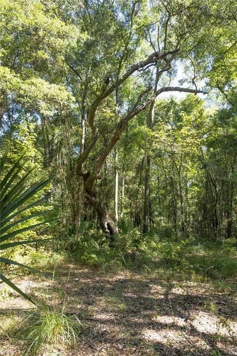 待售: $170,000 (10.00 acres)