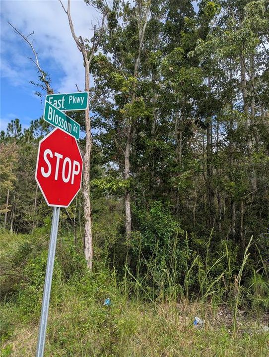 For Sale: $29,500 (0.26 acres)