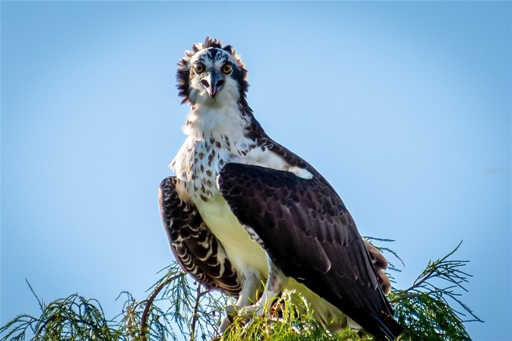 Под контрактом: $279,900 (2 спален, 2 ванн, 1200 Квадратных фут)